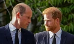William gặp Harry
