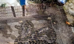 Phát hiện trăn dài 3 mét trong bụi cây ven kênh