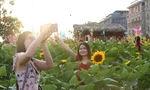 Vườn hướng dương 12.000m2 tại TPHCM thu hút giới trẻ 