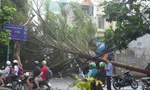 Cây xanh bật gốc quật ngã cột điện trong cơn mưa dông ở TPHCM