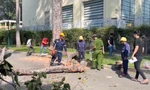 Nhân chứng kể lại giây phút nhánh cây gãy đè tử vong 2 người ở TPHCM 