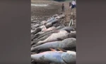 VIDEO: Kinh ngạc khi vớt được hàng chục xác cá trê khổng lồ 