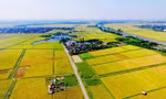 Thí điểm cho phép chuyển mục đích sử dụng đất trồng lúa quy mô dưới 500 ha