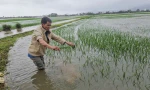 Trận lụt trái mùa ở Phú Yên làm gần 4.300ha lúa và hoa màu ngập nặng