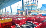 Giá cá ngừ giảm mạnh, tàu vạ vật 'nằm bờ' 