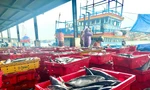 Giá cá ngừ giảm mạnh, tàu vạ vật 'nằm bờ' 
