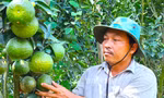 Xót xa vườn cam sành trĩu quả nguy cơ mất trắng vì giá 'rẻ như bèo'