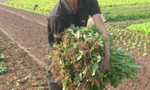 Rau rớt giá thảm hại, dân đồng loạt nhổ bỏ