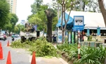 Vụ cải tạo vỉa hè ảnh hưởng cây xanh: Chủ tịch UBND TPHCM ra 'tối hậu thư'