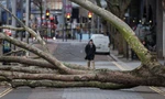 Một cây lớn bị quật đổ do gió bão tại Anh. Ảnh: Getty.