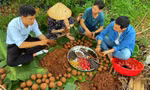 Nhóm bạn trẻ ở Đắk Lắk làm bom hạt giống