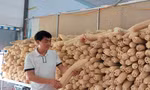 Làm giàu từ... xơ mướp