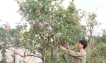 Từ vườn hồng tặng mẹ, chàng trai có doanh thu nhiều người mơ ước