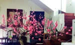 Lưu ý phong thuỷ khi đặt cây cảnh, hoa tươi trang trí nhà ngày Tết 