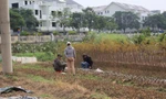 Đến lượt Hà Nội tạm dừng phân lô, tách thửa với đất nông nghiệp 