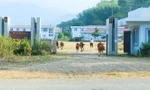 Bệnh viện đa khoa 200 tỷ đồng thành nơi trồng rau, chăn thả bò