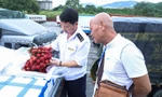 Ưu tiên 'luồng xanh' cho xe chở quả vải tươi từ Lào Cai sang Trung Quốc