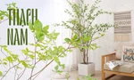 "Hot trend" mạng xã hội: Cắm cành thạch nam xanh mướt, đặt ở không gian nào nhìn cũng đẹp