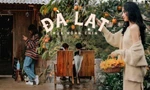 Mùa hồng chín “chill” hết nấc với cà phê Đà Lạt: Vừa săn ảnh thơ mộng vừa mải mê hái quả