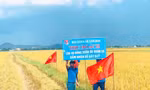 Cánh đồng lúa vàng ươm của tuổi trẻ xã Văn Sơn (huyện Đô Lương, Nghệ An) 