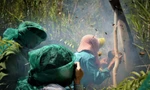 Khách du lịch trải nghiệm ăn ong ở rừng U Minh 