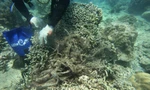 Hiện trạng suy giảm tại rạn san hô Hòn MunẢnh: Trần Ngọc Anh