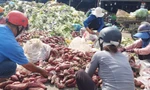 Nhóm người nhặt khoai lang đổ tràn bên đống rác Ảnh: Thuận Nhàn