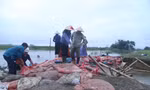 Người dân xã Hưng Đạo nỗ lực “vá” đê Hội Tĩnh ở huyện Hưng Nguyên, tỉnh Nghệ An (ảnh lớn); Nhiều trường học tại Hà Tĩnh đang chìm trong nước lũ (ảnh nhỏ) 