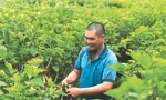 Anh Trường hái dâu để nuôi tằm tại vườn mình 