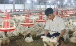 Giá gà giảm sâu khiến nhiều hộ chăn nuôi đứng trước nguy cơ phá sản 