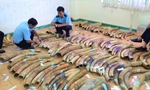 Tang vật ngà voi bị tịch thu tại Đà Nẵng Ảnh: Viện Sinh thái và Tài nguyên sinh vật