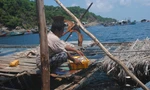 Cá bớp nuôi lồng bè chết kéo dài, người dân đảo Hòn Chuối 'đứng ngồi không yên'