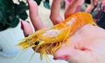 Nông dân ở Cà Mau phát hiện con tôm sú vàng độc lạ