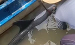 Giải cứu cá heo bị chĩa sắt đâm, lạc vào thành phố Cà Mau