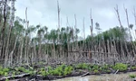 Gần 30ha trong dự án trồng rừng ngập mặn tại Cà Mau bị chết