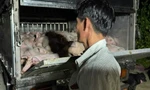 Phát hiện xe chở 120 con heo không giấy kiểm dịch