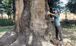Về Bạc Liêu nghe chuyện cây xoài 340 tuổi và truyền thuyết ‘thần hổ’ 3 chân