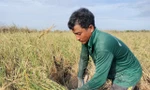 Tận thấy nông dân thu hoạch 'con tôm ôm cây lúa'