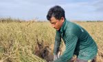 Tận thấy nông dân thu hoạch 'con tôm ôm cây lúa'