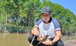 Du khách 'săn' cua Cà Mau bằng chiếc cần câu độc nhất vô nhị