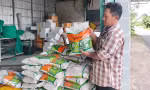 Nông dân 'ngậm trái đắng' vì mua phải lúa giống giả nhãn hiệu