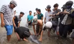 Người dân Đà Nẵng cứu cá heo mắc cạn và đưa chú cá về biển