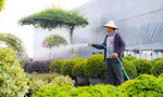 Làng cây cảnh lớn nhất miền Bắc 'làm lại từ đầu' sau bão số 3
