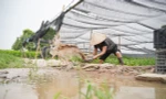 Làng hoa Tây Tựu lao đao mùa mưa, người dân ngày đêm xả nước cứu hoa