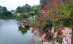 Ngắm hoa gạo đỏ rực bên ngôi chùa nghìn năm tuổi ở Hà Nội