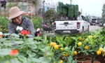 Làng hoa lớn nhất Hưng Yên rực rỡ sắc màu đón tết Giáp Thìn