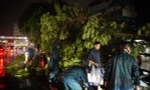Hàng loạt cây đổ, bật gốc sau cơn mưa lớn tại Hà Nội