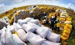 Philippines là thị trường xuất khẩu gạo số 1 của Việt Nam