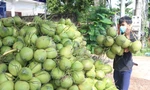 Sẽ xuất khẩu dừa tươi Bến Tre sang Trung Quốc trong tháng 10