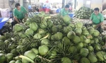 'Người Mỹ và Trung Quốc đặc biệt yêu thích dừa Việt Nam'